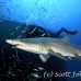 shark_tiger_sand_spar_h_0243_nca0571.jpg